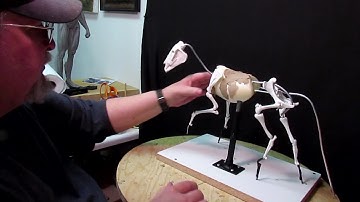 Instructional DVD on Creating a Horse - Day 1 - Free Preview of the 1st 8 Minutes of the DVD