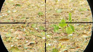 Download Lagu Berburu belibis merah di sawah salimuran MP3