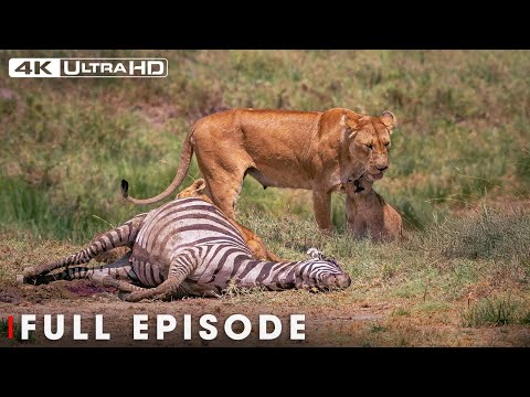 The Surviving the Deadly Predators (Full Episode) | Nature Animal Documentary