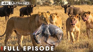 The Surviving the Deadly Predators (Full Episode) | Nature Animal Documentary
