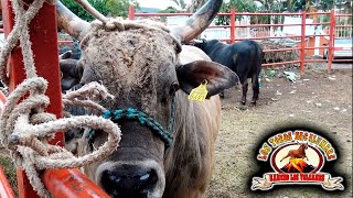JUGANDO EN TERRENO PELIGROSO||RANCHO LOS VOLCANES DE URIEL OCAMPO EN ZAPOTANITO NAYARIT 2023