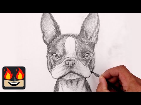 How To Draw a DOG | BOSTON TERRIER Sketch Tutorial