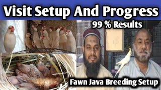 Fawn Java Bird Breeding Setup 99% Breeding Result l V No 290 Sur Birds Channel