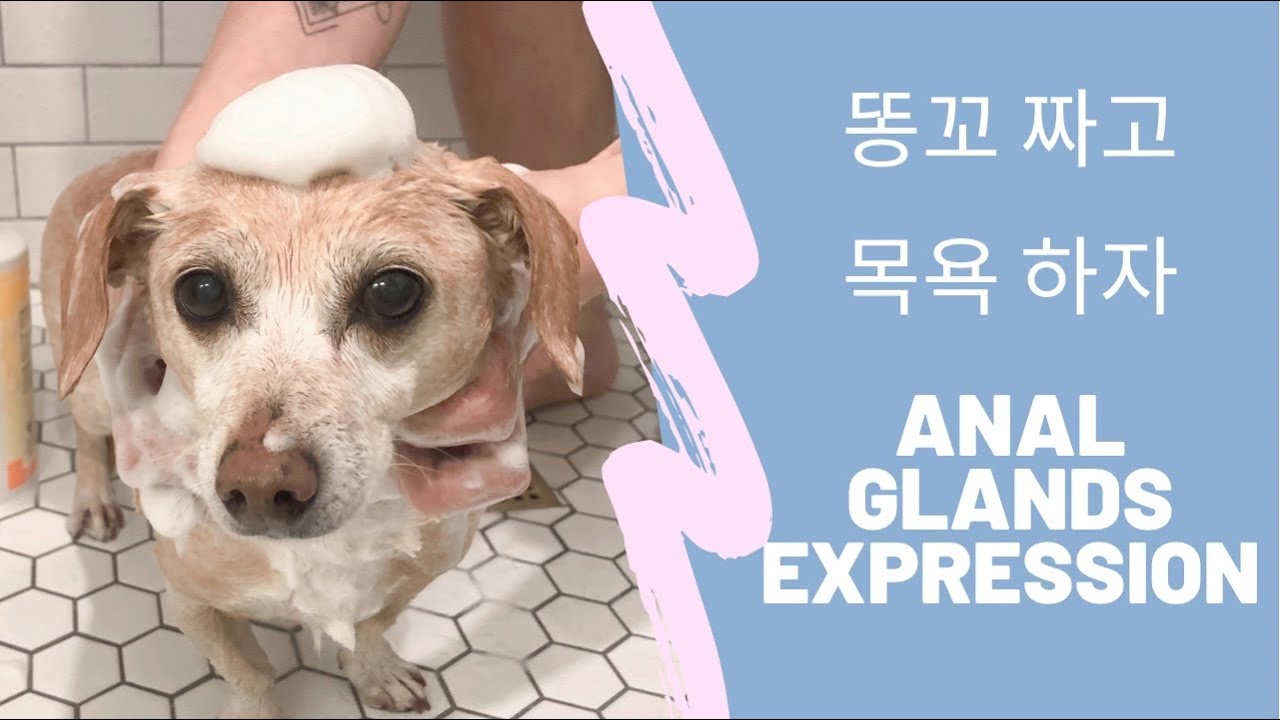 Express Anal Glands at Home / Dog Grooming / 강아지 목욕 / 유기견 미용 / 미국 생활