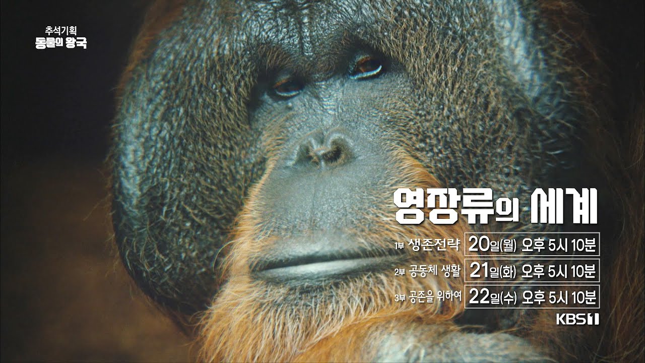 예고] 추석 기획 동물의 왕국 - 영장류의 세계 - Youtube
