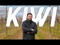 POTATURA DEL KIWI - un esperto spiega tutti i trucchi