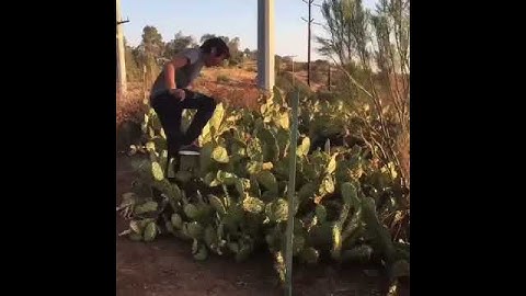Kid jumps into cactus!!!
