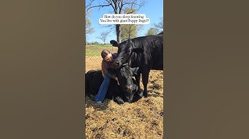 Our friendly Beef cows....  #beef #cattle #farming