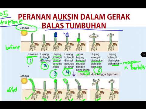 Video: Apakah etilena dalam biologi?