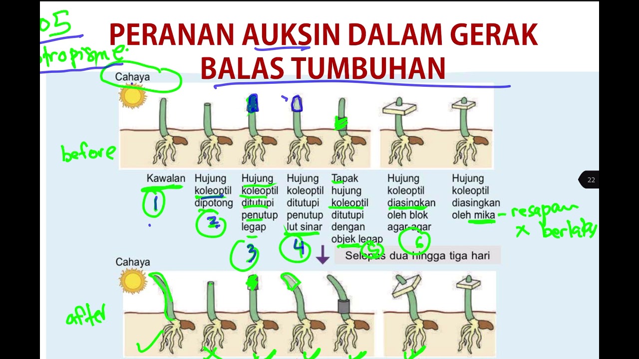 BIO T5 BAB 5: 5.2 fitohormon