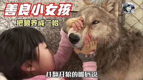 “狼王”被小女孩养成二哈，饲养员都怕它，地位最高却是土狗 - 天天要闻