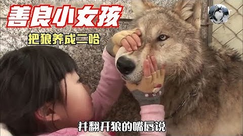 “狼王”被小女孩養成二哈，飼養員都怕它，地位最高卻是土狗 - 天天要聞