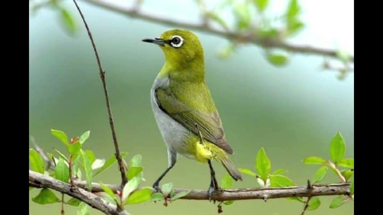 Khuyên mái chúa kích mộc líu cực sung-hiệu quả-Mới nhất 2024