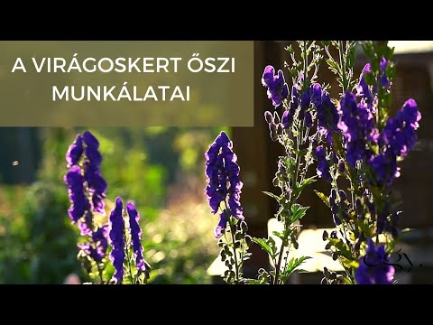 Videó: Virágoskert ősszel