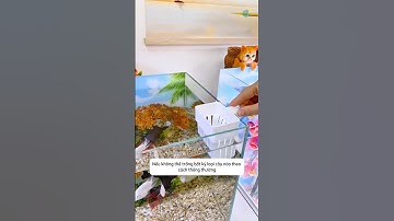 Cách trồng cây không đất ngay trên bể - giúp sạch nước cá khỏe #aquatic #shorts