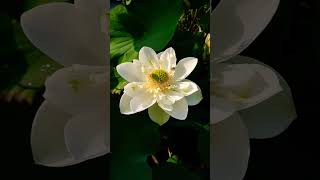 Coconut Milk Lotus #lotusgarden #watergarden #roofgardening #whitelotus #youtubeshorts #nature