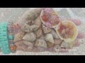 Beachcombing on Sanibel Island
