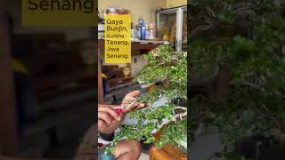 proses pruning bonsai sancang (premnamicrophilla) gaya bunjin #bonsaiindonesia #caraperawatanbonsai