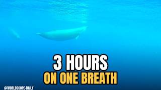 The Whale That Holds Its Breath for 3 Hours 🐋 (Cuvier's Beaked Whale) #shorts