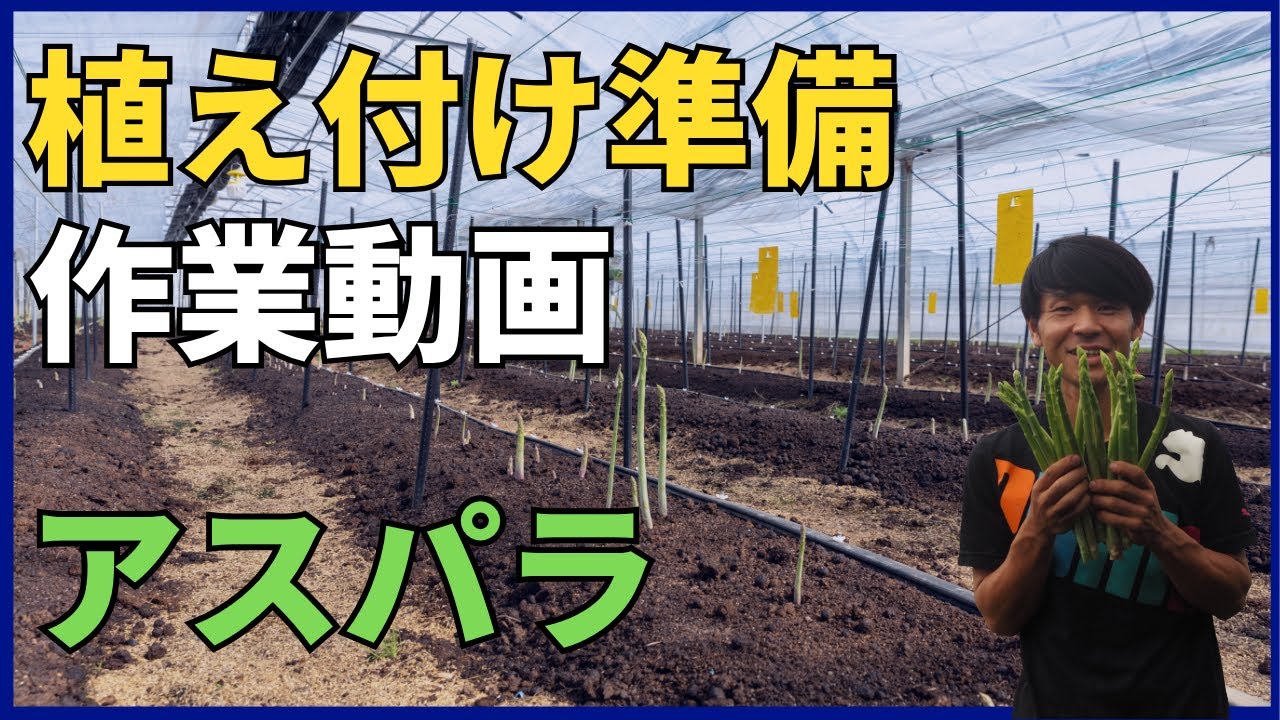 アスパラ定植準備！作業動画２