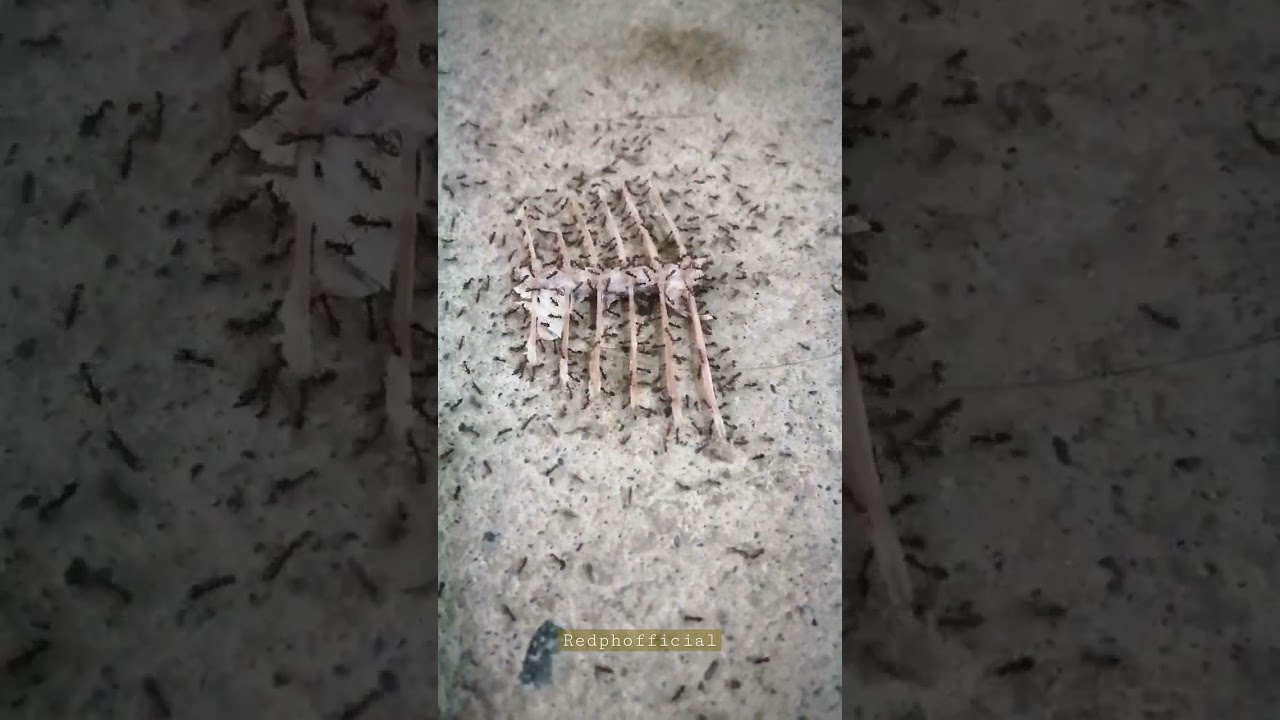 Ants go marching one by one😮😮😮😯😯😯#shortsvideo #animals #satisfyingvideo #trending