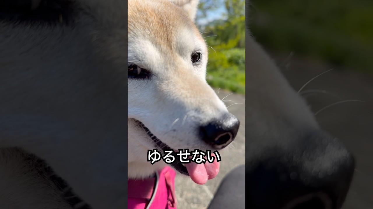 怒る柴犬】さくらこの大事なオヤツを忘れたの💢これはね😠絶対に絶対に