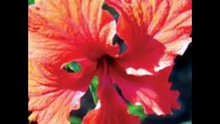 My Choice 491 - Billy Vaughn: Aloha 'Oe