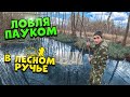 Жизнь в лесу! [4-Часть] Ловля на паук и руками в лесном ручье.Наловил малька линя и запустил в пруд