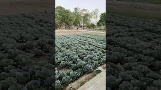 ghunghat aad SeSe hindi #song  good evening 🌌🌆 2026