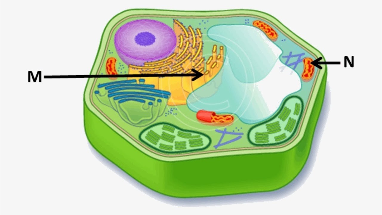 Plant 5 d. Клетка растения. Растительная клетка. Клетка животных. Клетка растения рисунок.