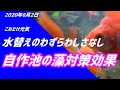 【メダカ池がとても同じとは思えないくらいに綺麗になってきた】これはやはりヒメタニシ効果でしょう！