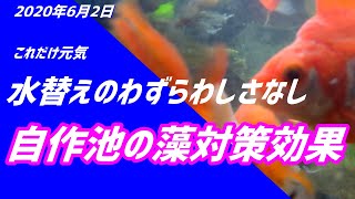 【メダカ池がとても同じとは思えないくらいに綺麗になってきた】これはやはりヒメタニシ効果でしょう！