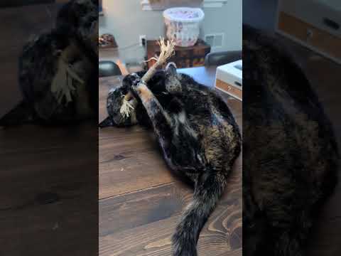 cereal cat
