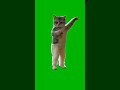 Hype Cat Dancing on Beat – Green Screen Meme Template