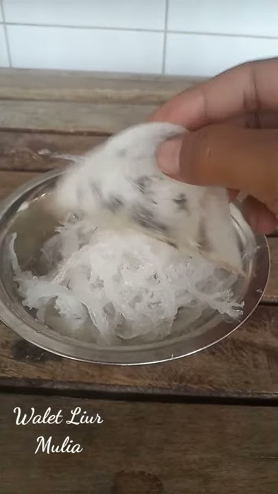 Hasil Sarang dari Burung Walet Super, Bersih Putih Harga Jual Mahal 100 Juta