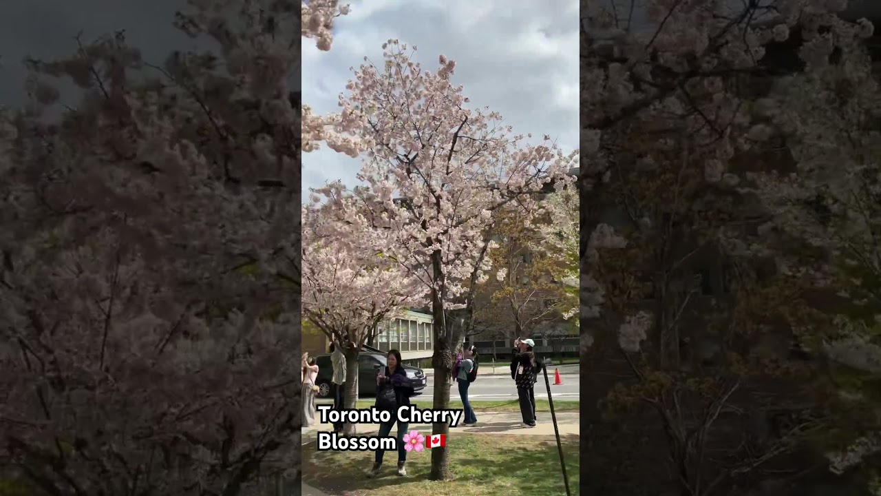 Cherry Blossom in Toronto 🇨🇦 