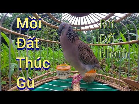 Video ???????? tiếng cu gáy mồi đất thúc gù kích bổi cực nhậy... - youtube
