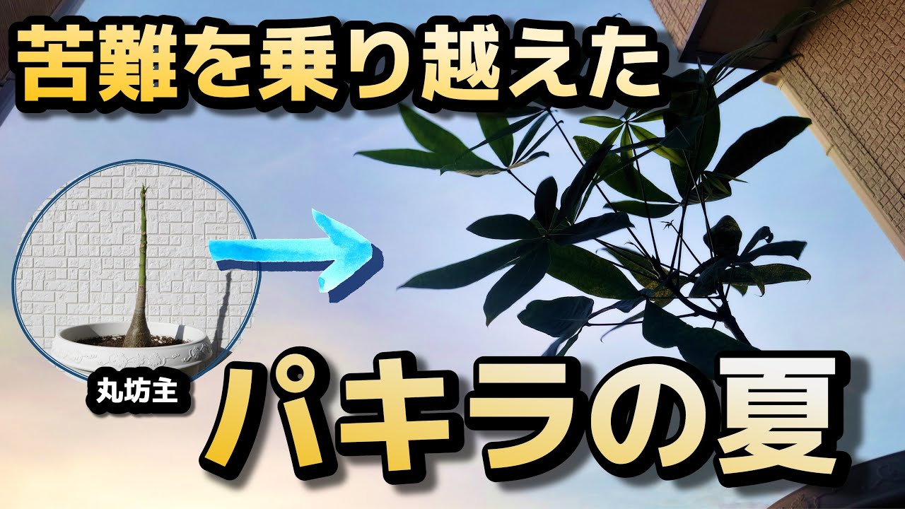 真夏を頑張った屋外実生パキラ【園芸】【ガーデニング】【観葉植物】
