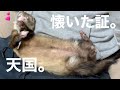 【天国】フェレットがなつくとこうなる...。