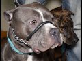 Compare SafeCalm Dog Collar to the Halti Gentle Leader - Dog Whisperer BIG CHUCK MCBRIDE Compare SafeCalm Dog Collar to the Halti Gentle Leader - Dog Whisperer BIG CHUCK MCBRIDE