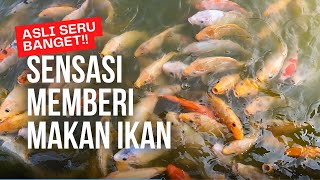 Asli Seru Banget !!! | Kasih Makan Ikan Mas, Ikannya Banyak Banget dan Besar Besar