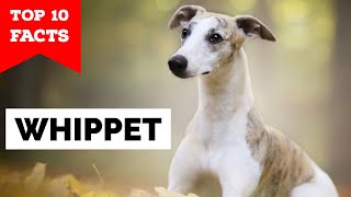 Whippet  Top 10 Facts