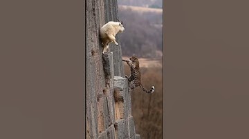 Life Leopard🙏Goat Ep737 #shortsvideo #goat #leopardadventure #viralvideo #leopard #goatclimbing 🦾🐾