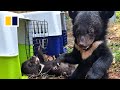 Moon bear cubs rescued in Laos