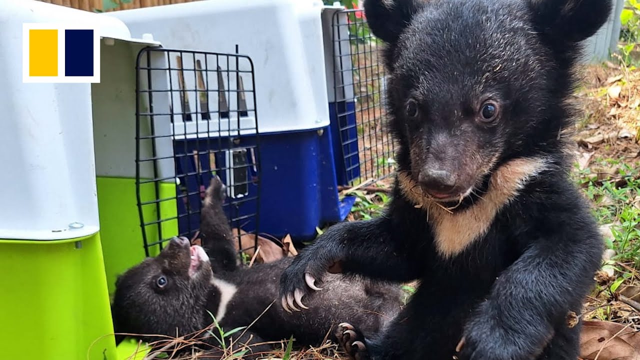 Moon bear cubs rescued in Laos - YouTube