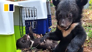 Moon bear cubs rescued in Laos