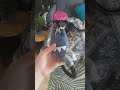 Jouet à tirer sonore Hochet grenouille Ecopetly de Zolia pour chien Zoomalia