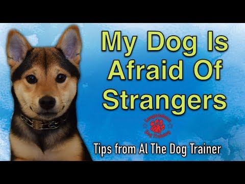 मेरा कुत्ता अजनबियों से डरता है - अल द डॉग ट्रेनर से टिप्स