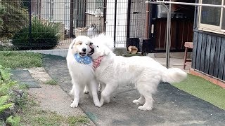 アランと遊ぶのはちょっと疲れるルンルンです　Great Pyrenees　グレートピレニーズ
