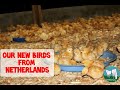 Our New Birds From Netherlands